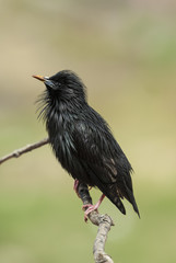 An adult Spotless Starling on a branch. Extremadura (Spain).