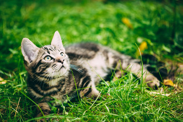Playful Cute Tabby Gray Cat Kitten Pussycat Sitting In Grass Out