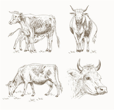 Dairy cattle sketch