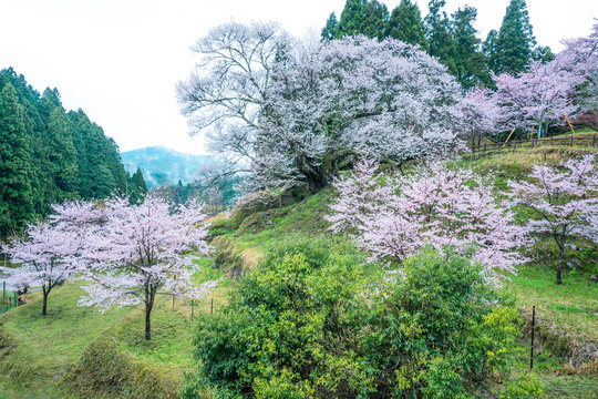 Butsuryuji temple and cherry blossoms,uda city,nara,japan