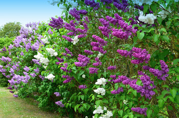 Obraz premium Syringa vulgaris springtime flowering plant - flowerl Lilac flowering shrub of white and purple flowers