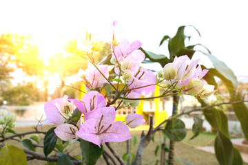 Bougainvillea pink flowers [blur and select focus background]