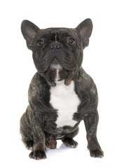 brown french bulldog