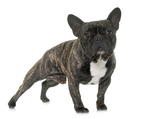 brown french bulldog