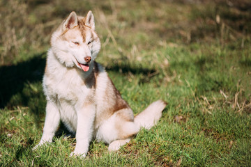 Young Happy Husky Eskimo Dog Puppy Sitting In Grass Park