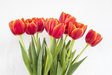 Tulips with white background