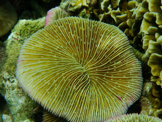 Mushroom coral