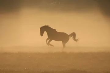 Foto auf Leinwand Pferd im Nebel, der Inbegriff von Stärke © JoveImages