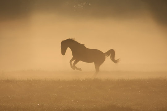 Paard in de mist, toonbeeld van kracht