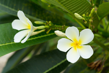 Fototapeta premium plumeria flowers