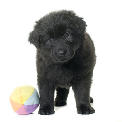 ancient type german shepherd