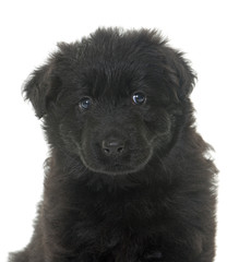 ancient type german shepherd