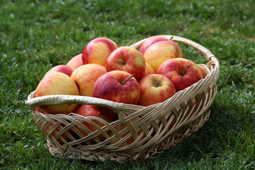 Basket with apples