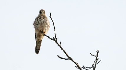 Turmfalke