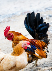 The bantam look for something feed