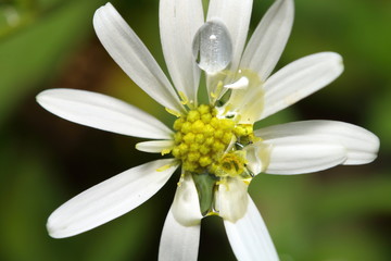 Small flower in garden