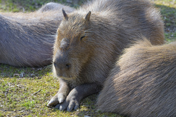 Capybara on the Torbiera Wild Park, Agrate Conturbia, Italy