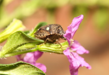 Small insect in garden
