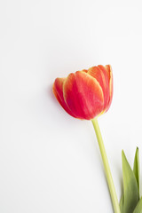 Tulip with isolated background