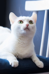 White graceful cat on a chair, selective focus
