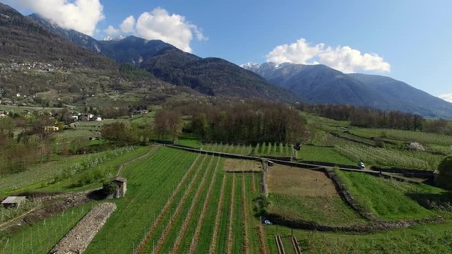 Coltivazioni in Valtellina - Campi di meleti - Mele Valtellinesi