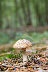 Edible Blusher fungi (Amanita rubescens)