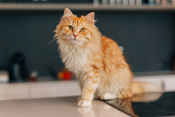 Ginger big cat sitting on a white kitchen table and looking arou