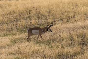 Pronghorn Antelope Buck