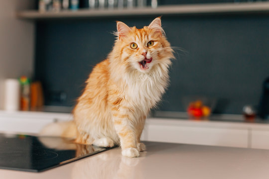 Fototapeta Ginger big cat sitting on a white kitchen table and looking arou