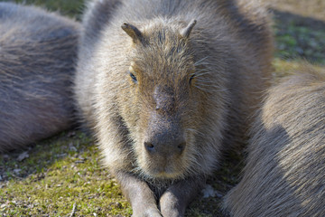 Capybara looking at the camera, Torbiera Wild Park, Agrate Conturbia, Italy