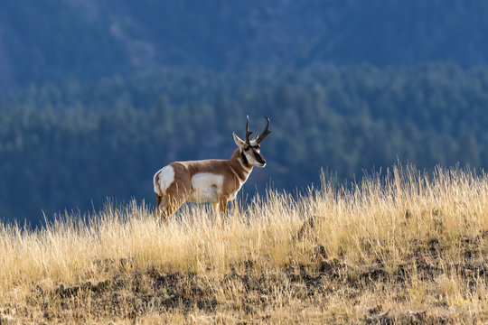 Fototapeta Pronghorn Antelope Buck