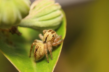 Jump spider in garden