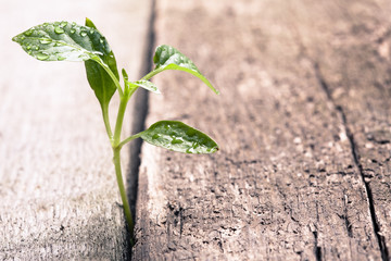 sprout sprouting across the wooden floor