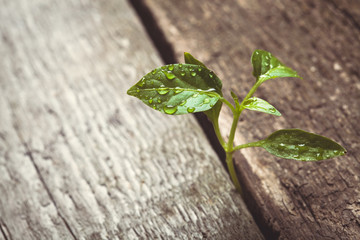 sprout sprouting across the wooden floor