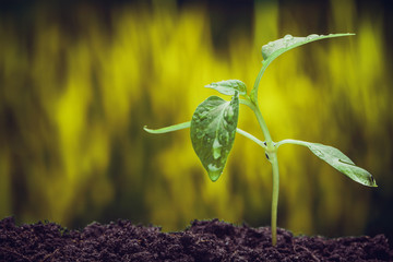 Young sprout in springtime