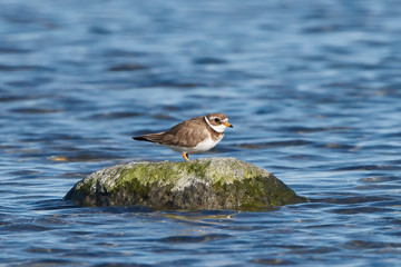 Common ringed plover (Charadrius hiaticula)