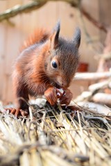 Eichhörnchen frisst eine Nuss © mfotohaus