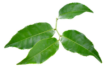 Tea leaves on white background