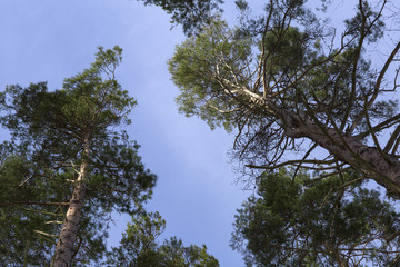 Trees on the background of blue sky. High pines in the forest of Russia and bright blue sky. 