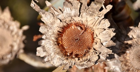 Close up of burnt wild Protea