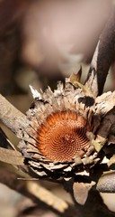 Close up of burnt wild Protea