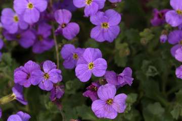 Purple flowers