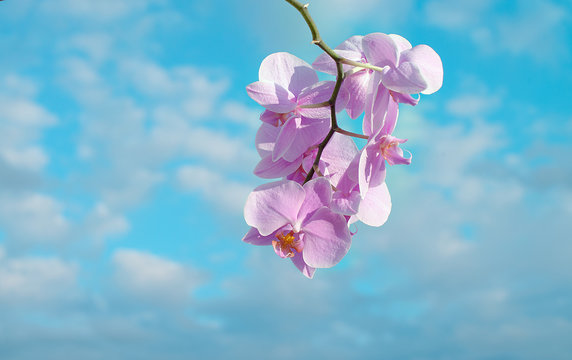 Fototapeta Pink orchid flower on the sky