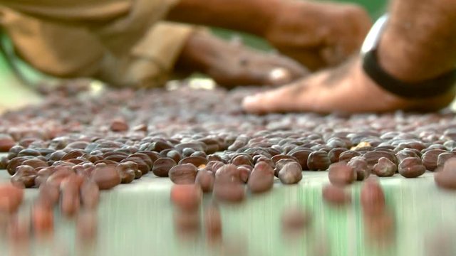 Agriculture. Hands sorting jojoba grain moving through the conveyor belt . Close up with change focus from the seeds to the hands of man. Tripod. Shot 1