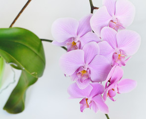 Fototapeta na wymiar Pink orchid flower on a grey background