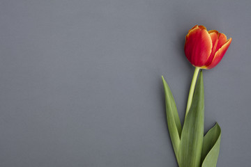 Tulip with gray background