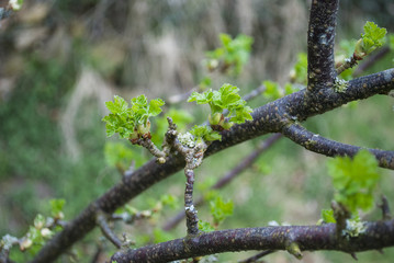 Austreibender Zweig von Jostabeeren Strauch im Frühjahr, ribes nidigrolaria, Schleswig-Holstein