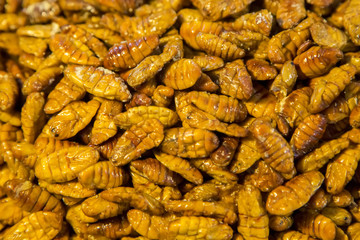 Edible insects