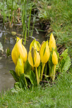 American Skunk Cabbage
