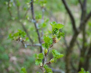 Austreibender Zweig von Jostabeeren Strauch im Frühjahr, ribes nidigrolaria, Schleswig-Holstein 